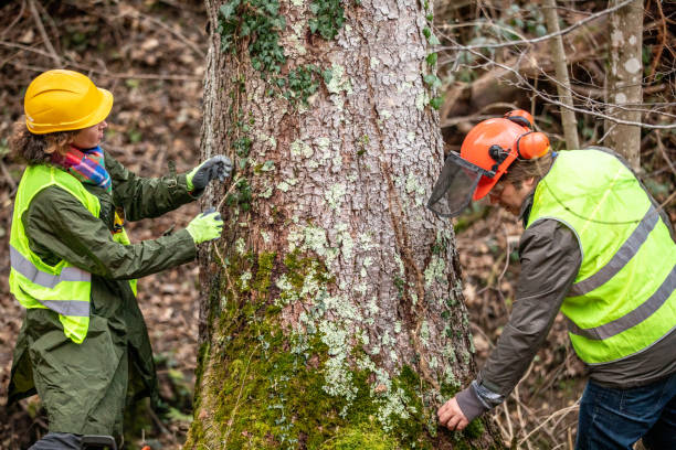 Best Tree Removal  in Dunstan, ME